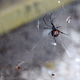Illustration for article titled A black widow story thatll make you shake out your sheets tonight
